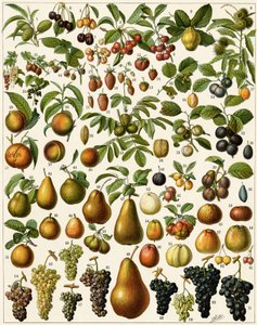 Mezőgazdaság: Ehető gyümölcsöket (cseresznye, málna, eper, áfonya, őszibarack, sárgabarack, dió, szőlő, körte, mogyoró, füge, alma, szilva...) ábrázoló botanikai tábla. Színes litográfia. alkotó: Unknown artist