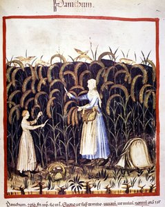 Mezőgazdaság. Recolle pánik (gabona). Megvilágítás az orvostudomány és a dietetika fejéséből "" Tacuinum sanitatis"" alkotó: Unknown artist