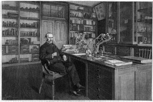 Alphonse Milne Edwards (Milne-Edwards alkotó: Unknown artist