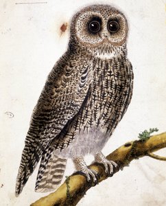 Egy bagoly. 19. századi metszet. alkotó: Unknown artist