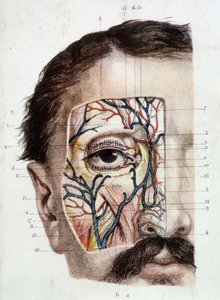 Anatómiai tábla a szemen és környezetén (bőrös) alkotó: Unknown artist