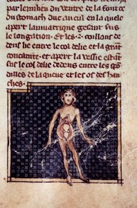 Anatómiai figurák: férfi és női hámlás, nyitott has, látható a vese, hólyag, nemi szervek: a nő részlete. Miniatűr a „” Surgery” (Folio 29) kéziratból, amelyet Henri de Mondeville (Philippe Le Bel anatómiaprofesszor sebésze) írt. alkotó: Unknown artist