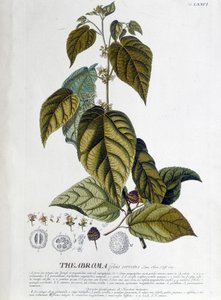 Arbroma teanövény - botanikai tábla alkotó: Unknown artist
