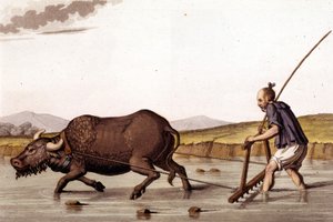Távol a rizsföldek gyászától egy ökörrel – Ősi és modern jelmezben, J. Ferrario, szerk. Milano alkotó: Unknown artist