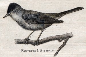 Mezőgazdaságban hasznos madarak: Feketelábú poszcsa alkotó: Unknown artist