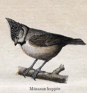 A mezőgazdaságban hasznos madarak: tépőzáras csirke alkotó: Unknown artist