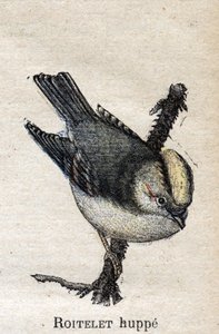 A mezőgazdaságban hasznos madarak: Roitelet roncsolódott alkotó: Unknown artist