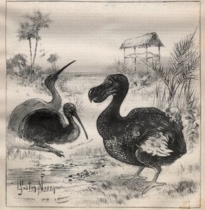 Eltűnő madarak: a dodo (vagy dronte) és az apteryx (vagy kiwi kiwi) - Metszet a „” La Science francaise”-ben” alkotó: Unknown artist