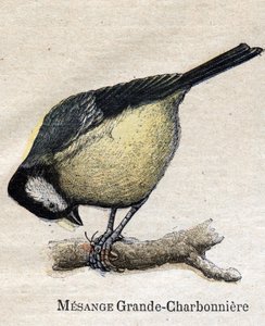 Mezőgazdaságban hasznos madarak: Big Chickadee - Szén alkotó: Unknown artist