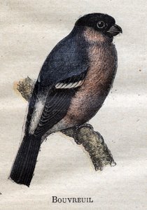 Mezőgazdaságban hasznos madarak: Bouvreuil alkotó: Unknown artist
