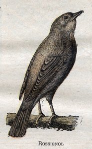 A mezőgazdaságban hasznos madarak: Nightingale alkotó: Unknown artist