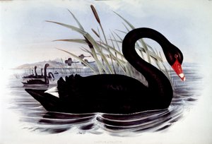 Fekete hattyú (cygnus atratus) – J. Gould Ausztrália madarai című művéből, 19. század elején. alkotó: Unknown artist