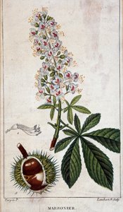 Botanikai tábla - Gesztenyefa virágai, levelei és gyümölcsei alkotó: Unknown artist