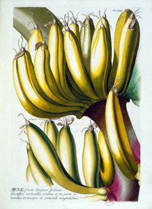 Botanikai tábla: a banán étrendje. n.d. 19. század. alkotó: Unknown artist