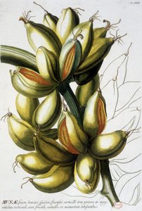 Botanikai tábla: banán. n.d. 19. század. alkotó: Unknown artist