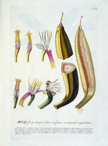 Botanikai tábla: virágok és banánvágás. n.d. 19. század. alkotó: Unknown artist