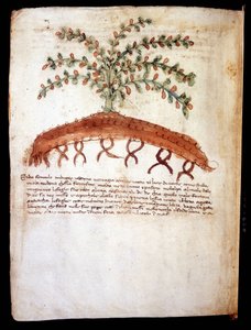 A "feniculo maggiore" füvet ábrázoló botanikai tábla Rimini városi könyvtára alkotó: Unknown artist