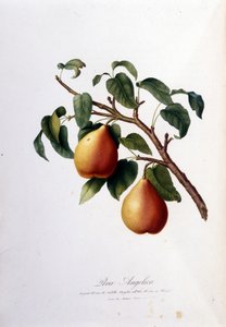Botanikai tábla, amely az angyalkát ábrázolja. 1820-1822 alkotó: Unknown artist
