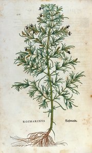 Botanikai tábla: rozmaring (rosmarinus). Lheonard Fuchs Herbárium, „” Historia Stirpium”, Bale alkotó: Unknown artist