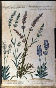 Botanikai tábla: valódi levendula (Lavandula angustifolia) és aszpikos levendula (Lavandula latifolia). alkotó: Unknown artist