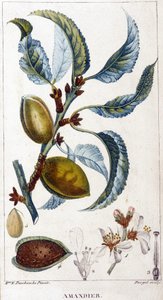 A mandulafa ága, virága és gyümölcse - botanikai tábla alkotó: Unknown artist