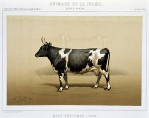 Breton tehén alkotó: Unknown artist