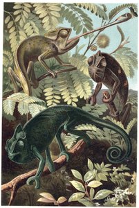 Cameleon – Kaméleonok vagy kaméleonok (Chamaeleonidae család) – metszet Alfred Edmund Brehm (1829-1884) „” Brehm