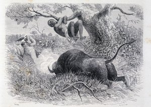 Speke kapitány bivalyra vadászik – a Tour du Monde-ban” alkotó: Unknown artist