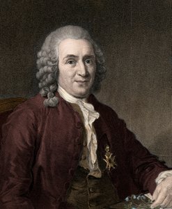 Carl Von Linne - metszet - 19. század alkotó: Unknown artist