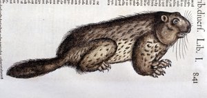 Castor - Conrad Gesner (1516-1565), Tiguri "Az állatok története" című művében alkotó: Unknown artist