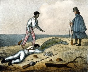 teknős tojások fogása. 19. századi metszet. alkotó: Unknown artist