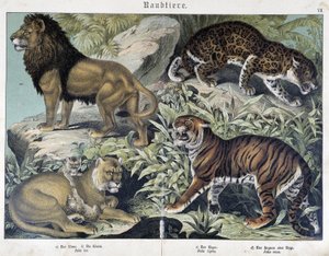 Macskák: oroszlán, oroszlán, tigris - in “” Natural Histories of mammals”, szerk. Schreiber alkotó: Unknown artist