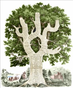 Az amerikai történelem kronológiai diagramja, amelyet a kiadó az Egyesült Államok népének szentelt. Metszet 1881. v. alkotó: Unknown artist