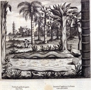 Kobra és mérgező kígyó Indiából. Athanasius Kircher (1601-1680), jezsuita, orientalista és német tudós „De China Monumenta” című műve, Amszterdam 1667. alkotó: Unknown artist