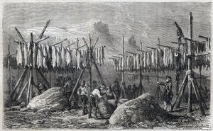 Tőkehal szárítása Fiskernessben Grönlandon - Tőkehal szárítása Fiskernessben Grönlandon Metszet a „” The Illustrous Universe”-ből” 1866 alkotó: Unknown artist