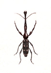 Coleoptera: Brenthus Temminchii alkotó: Unknown artist