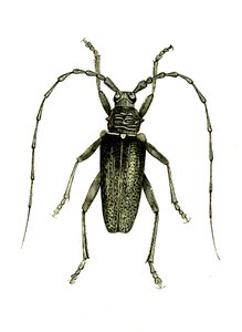 Coleoptera: Cerambyx heros alkotó: Unknown artist