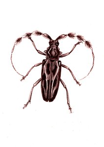 Coleoptera: Lophocerus barbatus alkotó: Unknown artist