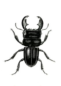 Coleoptera: Odontolarius giganteus alkotó: Unknown artist