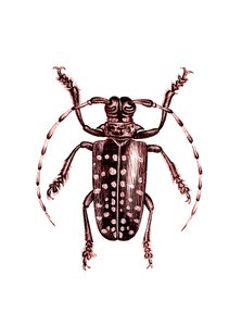Coleoptera: Ophoptera Tollii alkotó: Unknown artist