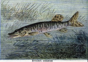 Közönséges csuka. Metszet 1897-ből alkotó: Unknown artist