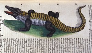 Krokodil. in Historia Animalium, Conrad Gesner (1516-1565), Tiguri alkotó: Unknown artist