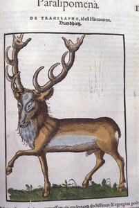 Szarvas a Historia animalium nyomán, Konrad Gesner, Tiguri alkotó: Unknown artist