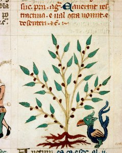 Egy fantasztikus fa és állat leírása. Miniatűr „” Dis des philosophes” típusú provence-i kéziratból” (MS Palat. 586) 14. századi Biblioteca Nazionale Florence alkotó: Unknown artist