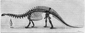 Dinoszaurusz csontváz: „” Brontosaurus excelsus”, március. A Sziklás-hegység felső jura. A rajz reprodukciója, amelyet March úr közölt Albert Gaudry intézettel. Gravírozás „” La Nature: revue des sciences et de leurs applications aux alkotó: Unknown artist