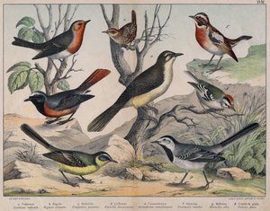 Diverses illustration of birds "History" natural birds". szerk. Hoepli, Milánó alkotó: Unknown Artist