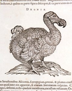 Dodo vagy Dronte. Madár eltűnt – William Piso, Amszterdam "Természeti és orvosi kérdésekről Indiában" című művében alkotó: Unknown artist