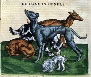 Kutyák a Historia Animaliumból, Conrad Gesner, Tiguri, 1560. Biblioteca Nazionale Braidense. Milánó alkotó: Unknown artist