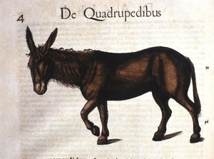 Szamár a Historia Animaliumból, Conrad Gesner, Tiguri 1560 alkotó: Unknown artist
