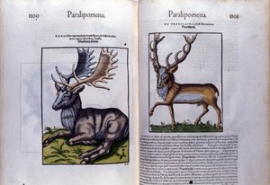 Kétoldalas szarvas a Historia Animaliumban, Conrad Gesner (1516-1565), Tiguri alkotó: Unknown artist